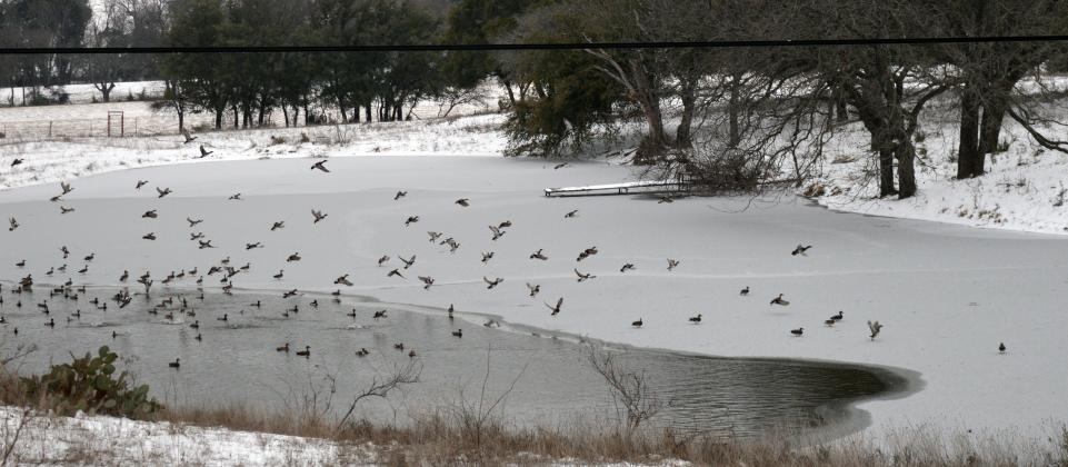 A flock of waterfowl are shown on a partially frozen stock tank on U.S. 183 just north of Lampasas.
