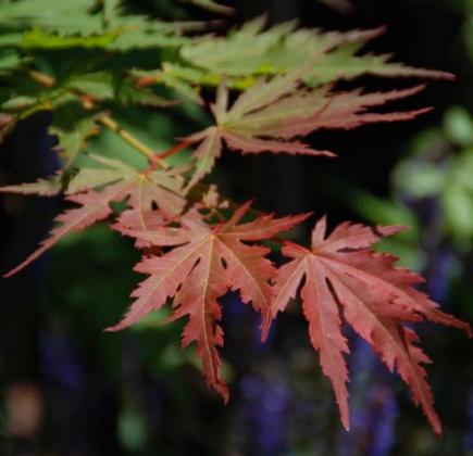 Each fall as the days shorten, deciduous shrubs and trees like this Arctic Jade Korean Maple begin their transformation as the plants produce less chlorophyll. MELINDA MYERS, LLC | COURTESY PHOTO