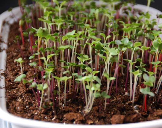 Microgreens are fast-growing, easy-to-grow, nutrient-dense greens that can be grown indoors and do not require much space or special equipment. COURTESY PHOTO | MELINDAMYERS.COM