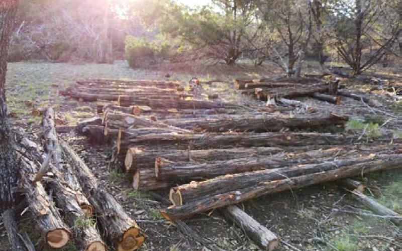 The passage of Proposition 1 on Tuesday’s ballot codifies the right to pursue farming, ranching, timber production and wildlife management on personal property in Texas, unhindered by municipal regulation. COURTESY PHOTO