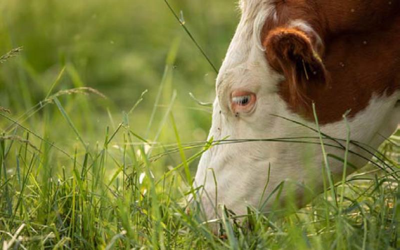 Traceability and grass-fed are important components to opening the doors of international beef markets. JOYCESARAH MCCABE | DISPATCH RECORD