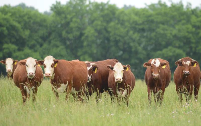 Beef producers have the potential to see increased market opportunities as trade deals come to fruition. . JOYCESARAH MCCABE | DISPATCH RECORD