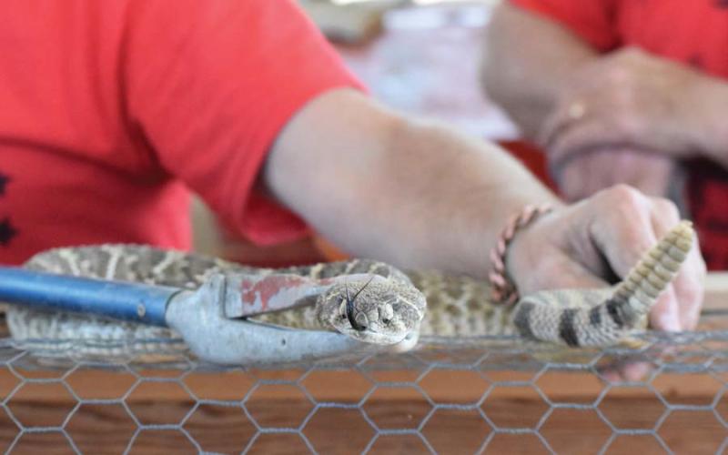 Rattlesnakes are the stars of the Lometa Diamondback Jubilee festival held annually in the spring. Experts are concerned the numbers will be lower this year, as fewer hunters enter the field. file photol | dispatch record