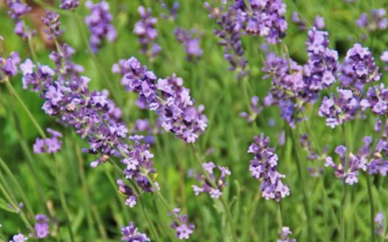 Lavender dries relatively quickly and retains the best color when dried in a low humidity, dark location. MELINDA MYERS, LLC | COURTESY PHOTO