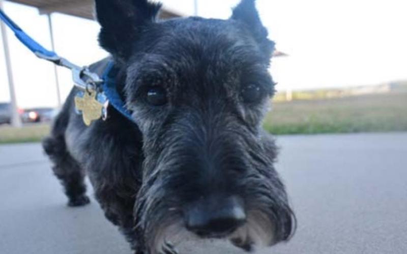 Students and pooches back to school