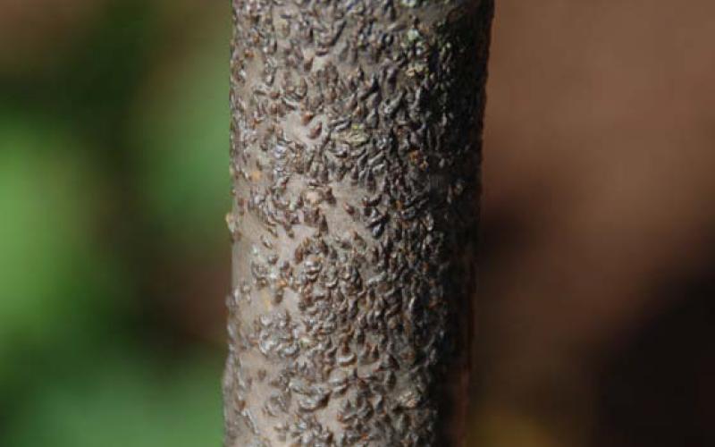 courtesy photo | melindamyers.com This lilac is infested with scale insects that form a grayish to dark-brown protective covering called a test that resembles an oyster or mussel shell. It is an insect pest of more than 130 species of plants.
