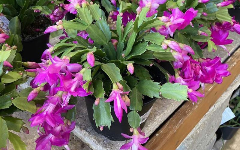 The Thanksgiving cactus has toothed or jagged segments and typically blooms earlier than the Christmas cactus. COURTESY PHOTO | MELINDAMYERS.COM