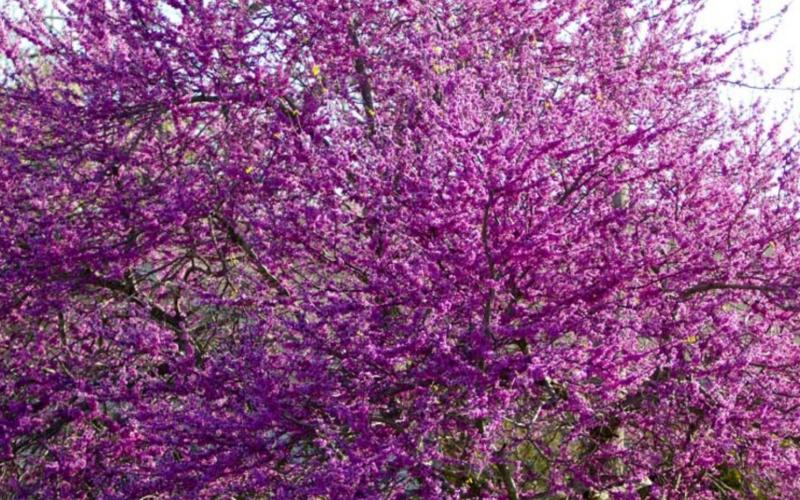 A redbud tree blooms on the west side of Lampasas. Spring has arrived after a winter that, according to Lower Colorado River Authority data, was the coldest in seven years. JEFF LOWE | DISPATCH RECORD