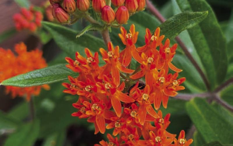 Butterfly weed (Asclepias tuberosa) has red, orange or yellow flowers and can be late to emerge in spring. COURTESY PHOTO | WWW.MELINDAMYERS.COM