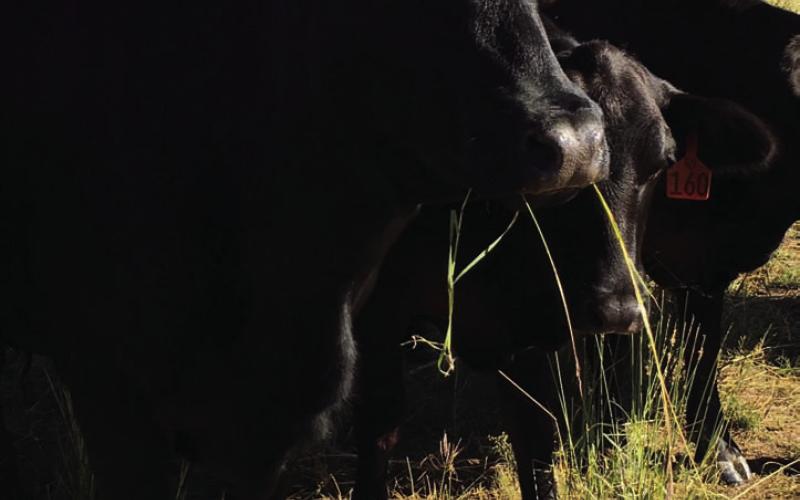 Grazing cattle are an important part of reducing potential fuel for wildfires. JOYCESARAH MCCABE | DISPATCH RECORD