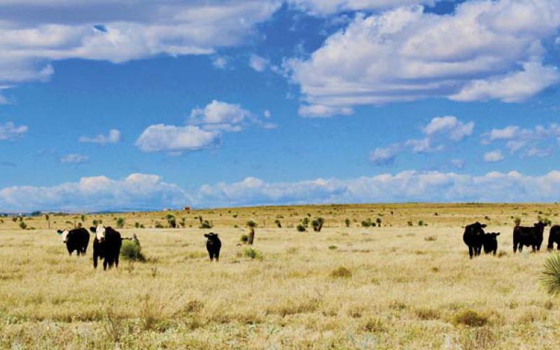 joycesarah mccabe | dispatch record Maintaining appropriate stocking numbers is absolutely imperative for the land, native vegetation and soil health