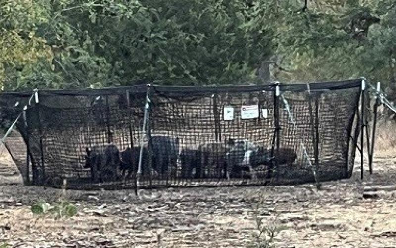 The trap holds captured pigs for disposal by landowners. The entire system can be rented for 30 days for a fee of $250. COURTESY PHOTO | HILL COUNTRY SWCD