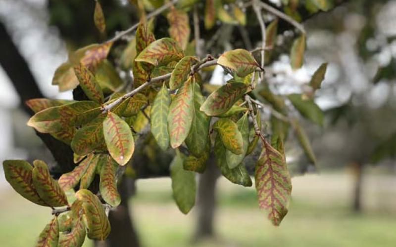 Leaves on diseased live oaks often develop chlorotic or yellow veins that eventually turn brown, a symptom called veinal necrosis. This is the most commonly seen foliar symptom on live oaks that are infected with oak wilt. COURTESY PHOTO | TEXAS A&amp;amp;M FOREST SERVICE
