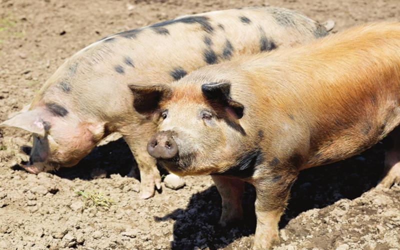 The Lampasas Police Department has recommended the Lampasas City Council prohibit or limit the keeping of swine and certain other livestock. The police department also recommends some exceptions -- such as for school or 4-H projects, veterinarians and commercial businesses. METRO CREATIVE SERVICES | COURTESY PHOTO