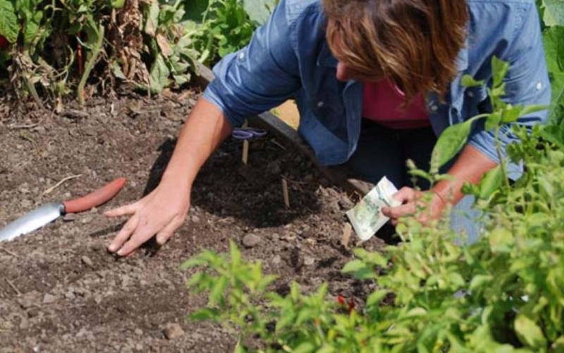 For a fall harvest, plant areas in the garden that were not planted this spring or replant rows of quick-maturing vegetables that have already been harvested. COURTESY PHOTO | WWW.MELINDAMYERS.COM