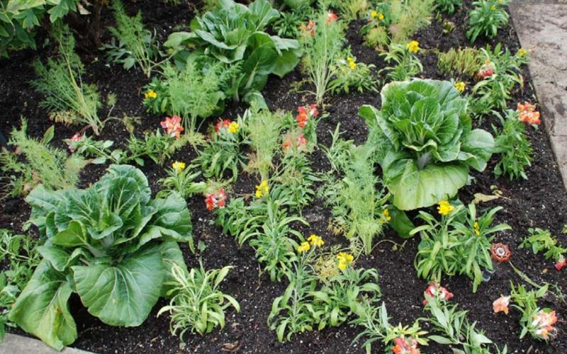 Fill your late-season garden with lots of variety. Include root crops and greens like leaf lettuce and spinach. COURTESY PHOTO | WWW.MELINDAMYERS.COM