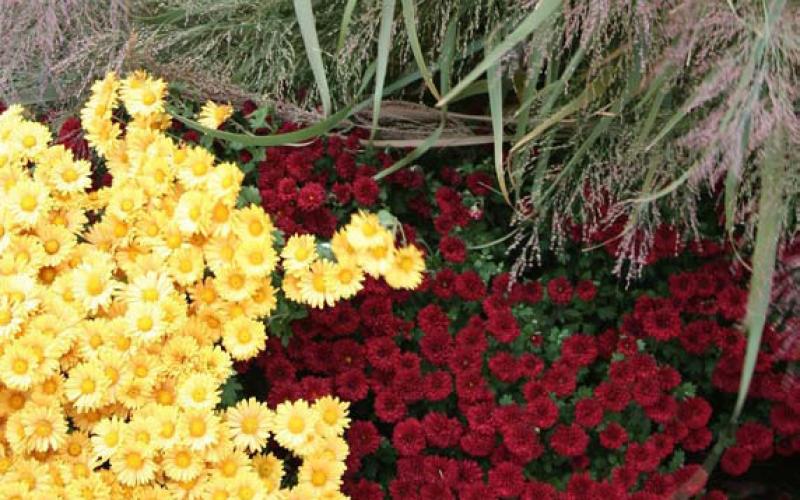 Colorful mums for all gardens and containers