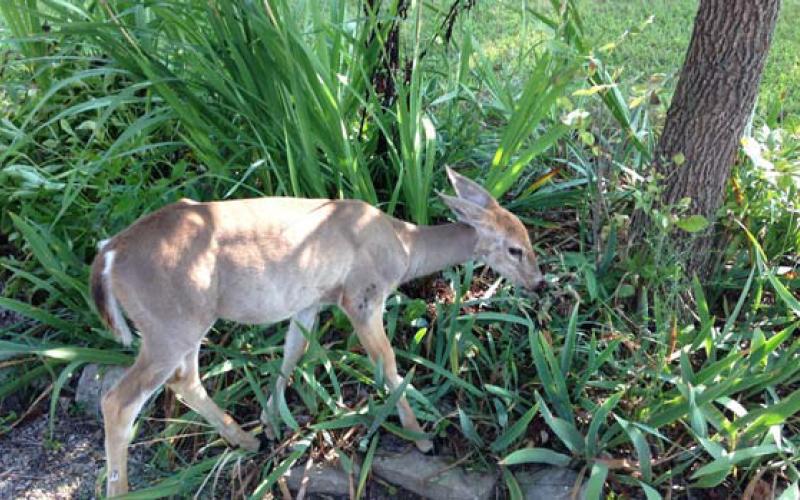 A hungry deer grazes in this garden. courtesy photo | melindamyers.com