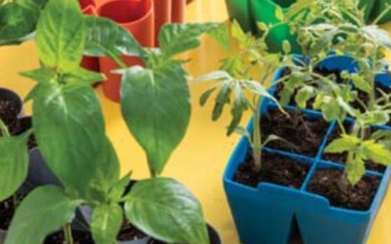 Seed-starting trays are reusable and make it easy to pop out young seedlings without damaging the plant’s roots. COURTESY PHOTO | GARDENERS SUPPLY CO.