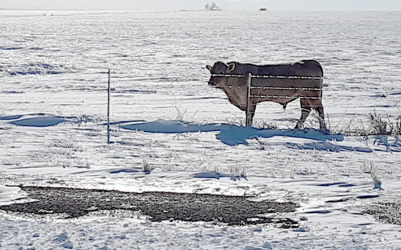 A bull stands in an iced-over field near Briggs.