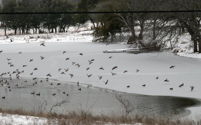 A flock of waterfowl are shown on a partially frozen stock tank on U.S. 183 just north of Lampasas.