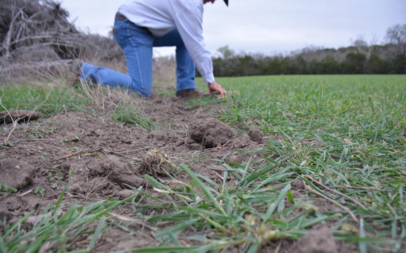 Feral hogs leave evidence of their presence. The most noticeable sign is the damage caused by their destructive rooting behavior, as photographed at rancher Mickey Edwards’ land on March 22. Photo by Monique Brand