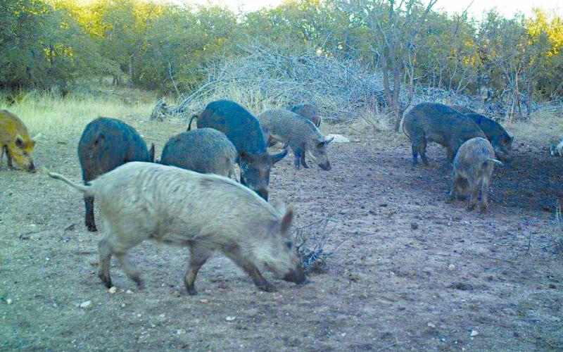 Feral hogs cause an estimated $230 million in agriculture damage annually in Texas. | Dispatch Record file photo