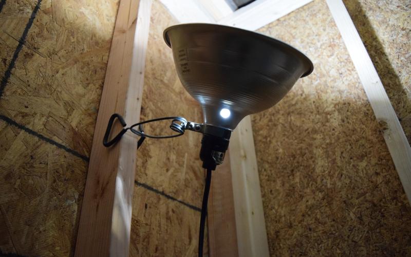 Heat lamps for livestock can be made safer by using clamps to secure them above an animal's reach. ALEXANDRIA RANDOLPH | DISPATCH RECORD