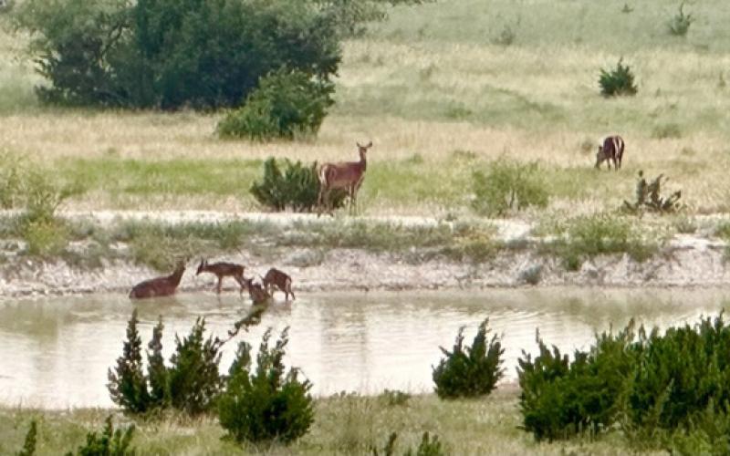 Joycesarah McCabe | Dispatch Record A herd of red deer (red stag) mamas water with their fawns on a Lampasas County cattle ranch that also raises some exotics. Predation can cost a producer dearly if the land isn’t managed well, and wildlife resources are at risk, too.