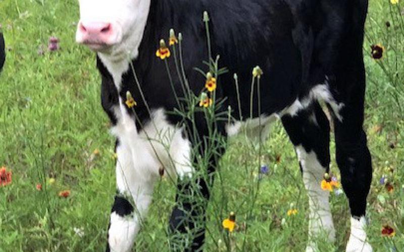 Newborns such as this one-day-old calf are vulnerable to predators, especially in the first few days of life. Joycesarah McCabe | Dispatch Record