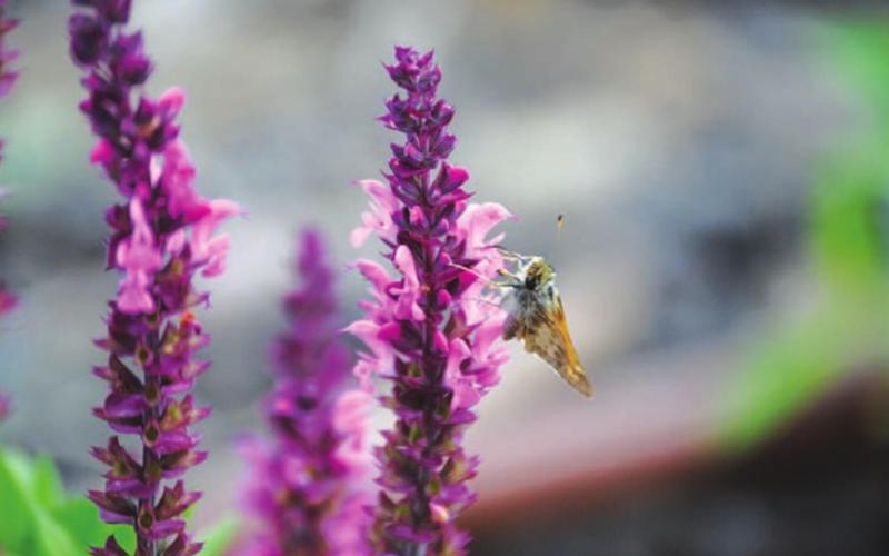 Earth Day 2022: Celebrate God’s creation