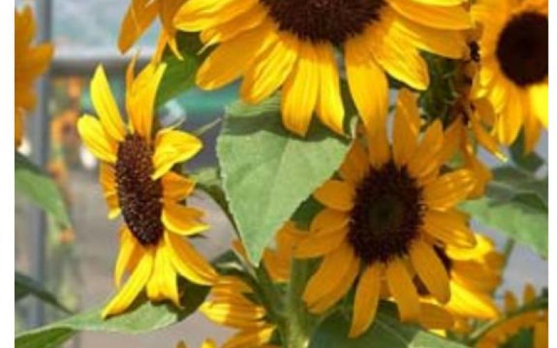 Sunflower Concert Bell 5 grows 10-12 flowers on each stem. COURTESY PHOTO | ALL-AMERICA SELECTIONS