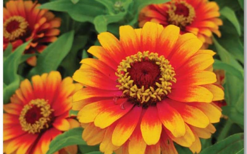 Zowie! Yellow Flame is a semi-tall zinnia with a unique bicolor pattern of blooms with scarlet-rose center and yellow petal edges. COURTESY PHOTO | ALL-AMERICA SELECTIONS