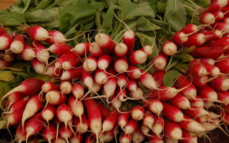 Some radish varieties are ready to harvest in as little as 25 days. courtesy photo | melindamyers.com