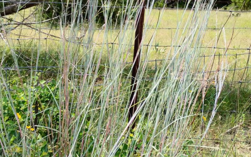 Mild summer temperatures helped Bluestem grass keep its color and grow nearly as tall as a fence post near this Lampasas County ranch. courtesy photo