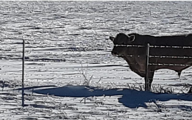 A bull stands in a lonely, iced-over field on U.S. Highway 183 about 20 miles south of Lampasas. JEFF LOWE | DISPATCH RECORD