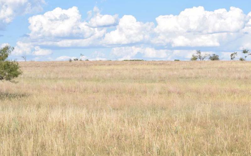 Small- and large-acreage tracts of land in Region 7 -- which includes Lampasas County -- continue to sell well, with strong price gains over the last year. Subdivision of land into acreage home sites has accelerated, according to the most recent “Texas Rural Values Land Trends” report. ALEXANDRIA RANDOLPH | DISPATCH RECORD