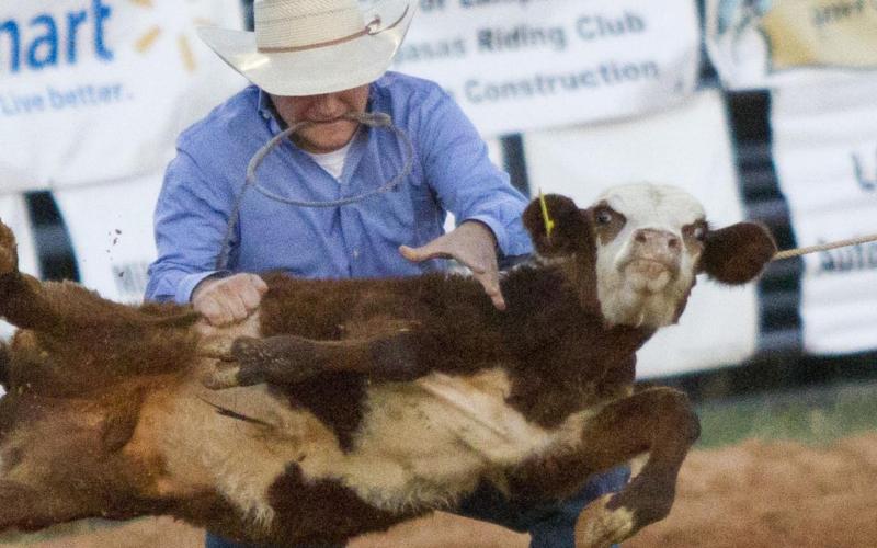 A roper at the Lampasas Riata Roundup Rodeo in 2019 flips a calf down to complete his run. FILE PHOTO
