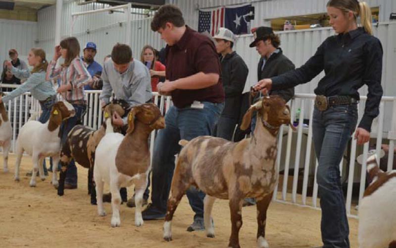 The 2026 Lampasas County Youth Livestock Show will get underway on Wednesday. Over 200 exhibitors are slated to compete in the fourday event. FILE PHOTO