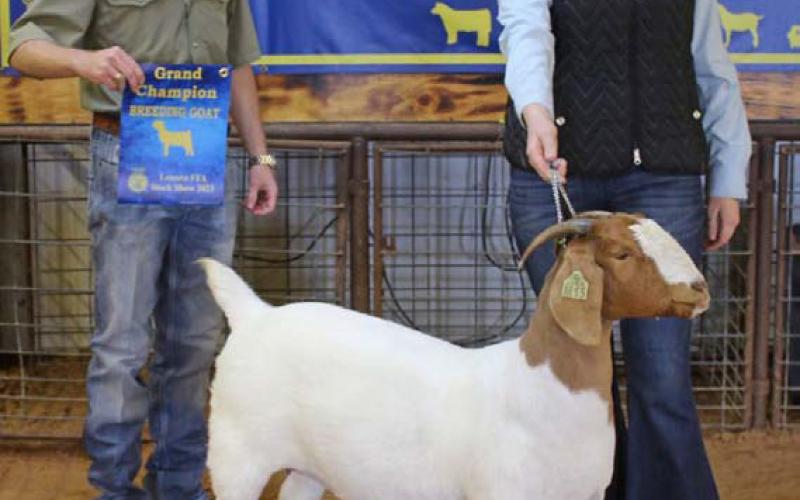 Casey Stevens showed the grand champion breeding goat at Saturday’s show. She also earned the senior showmanship award. MASON HINES | DISPATCH RECORD