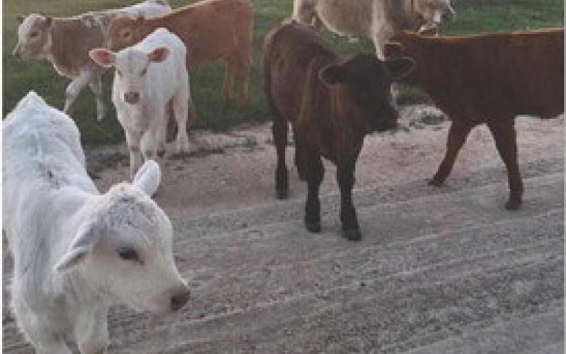 Cattle on the roadway can present safety issues, and drivers must be ready to stop at any moment. Black cattle are almost impossible to see on a black road after sunset. JOYCESARAH MCCABE | DISPATCH RECORD