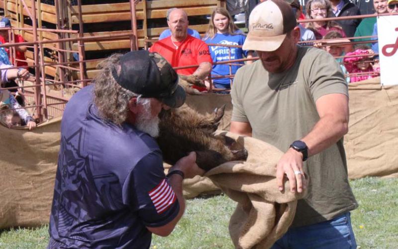 File photo Last year’s rodeo festivities included a hog-sacking event, which has become a crowd favorite and will return to the line-up this year.
