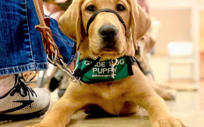 Jovie is an ADA-protected guide dog puppy in training. She is learning how to function as a dog and handler team. Joycesarah McCabe | Dispatch Record