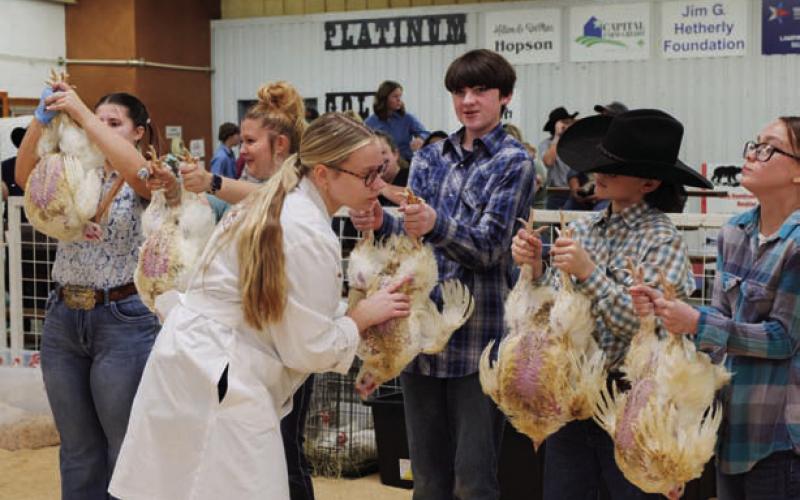 ADAM BARRIOS | DISPATCH RECORD Pullet division exhibitors have their animals judged during Thursday’s show.