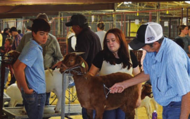 ERICK MITCHELL | DISPATCH RECORD Goat show exhibitors and parents apply the finishing touches to their animal before show time on Friday.