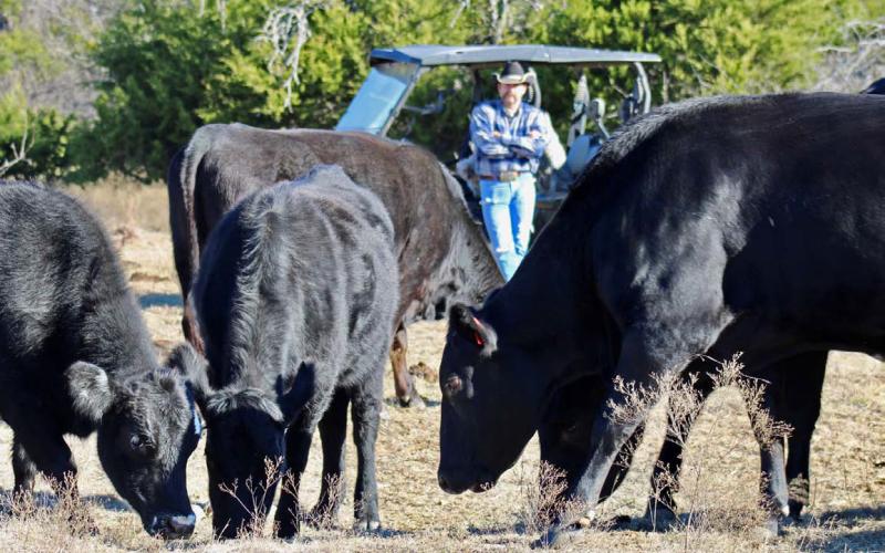 A Lampasas County rancher surveys his herd of Black Angus cattle, ensuring their health and quality — a daily commitment that helps keep local beef among the best in Texas. JOYCESARAH MCCABE | DISPATCH RECORD