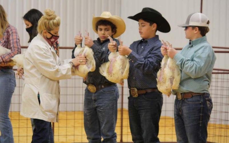 Youth stock show set to open next week The poultry judge looks over entries at last year’s Lampasas County Youth Livestock Show. The show for rabbit, poultry, sheep, goat, swine and cattle exhibitors will begin Thursday. file photo