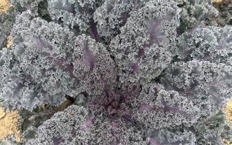 Rubybor kale with its outstanding flavor and beauty is a 2026 All-America Selections Gold Medal Winner in both the flower and vegetable category. COURTESY PHOTO | ALL-AMERICA SELECTIONS