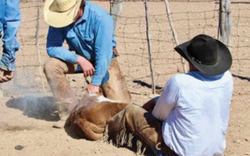 Cowboy Sage Morris administers routine vaccinations to a calf during a fall work session. As new FDA regulations are set to go into effect in June, vaccinations will become even more important in reducing the possibility an antibiotic will be needed for maintaining herd health. Starting this summer, cattle producers must have a prescription from a veterinarian to access antibiotics that historically have been available over the counter. joycesarah mccabe | dispatch record