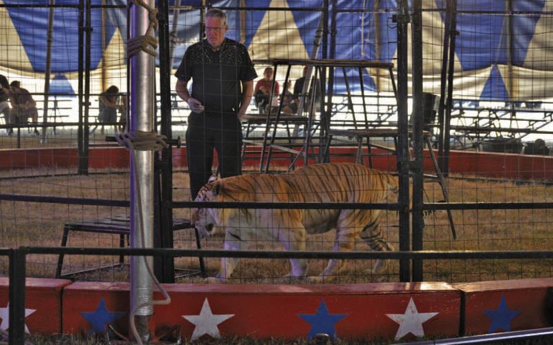 Culpepper &amp;amp; Merriweather Circus big cat expert Trey Key helps the tiger Delilah make her way across the ring during Monday’s show in Lampasas. More photos from the Kiwanis Club-sponsored circus are inside on page 5. ERICK MITCHELL | DISPATCH RECORD